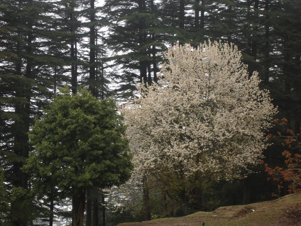 Honeymoon Inn Mussoorie Eksteriør bilde
